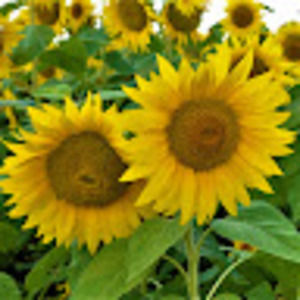 Meet your Posher, Mark a.